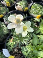 Anemone Spring Beauty White #1