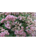 Eupatorium d. Little pye, Joe Pye Weed, Little Pye, #1