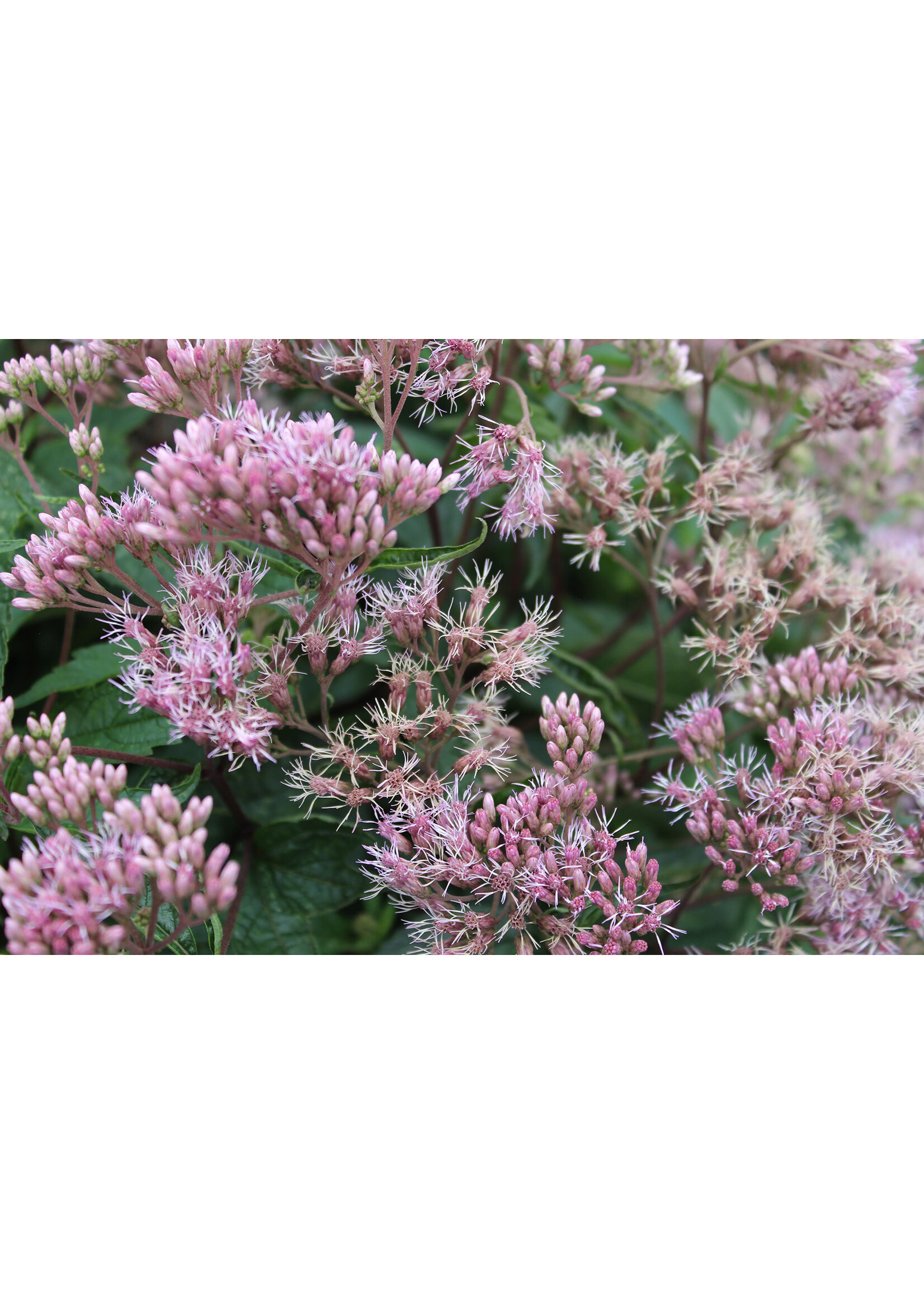 Eupatorium d. Little pye, Joe Pye Weed, Little Pye, #1