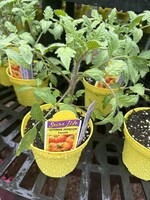 Tomato, German Johnson,  Heirloom- Vegetable, 4.5" pot