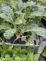 Kale lacinato/ Dinosaur black kale market pack- 4 plants per pack