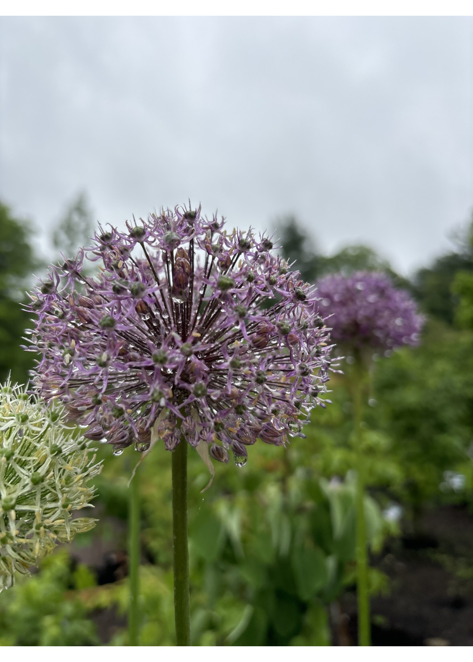 Allium Gladiator, Ornamental Onion #1 Container