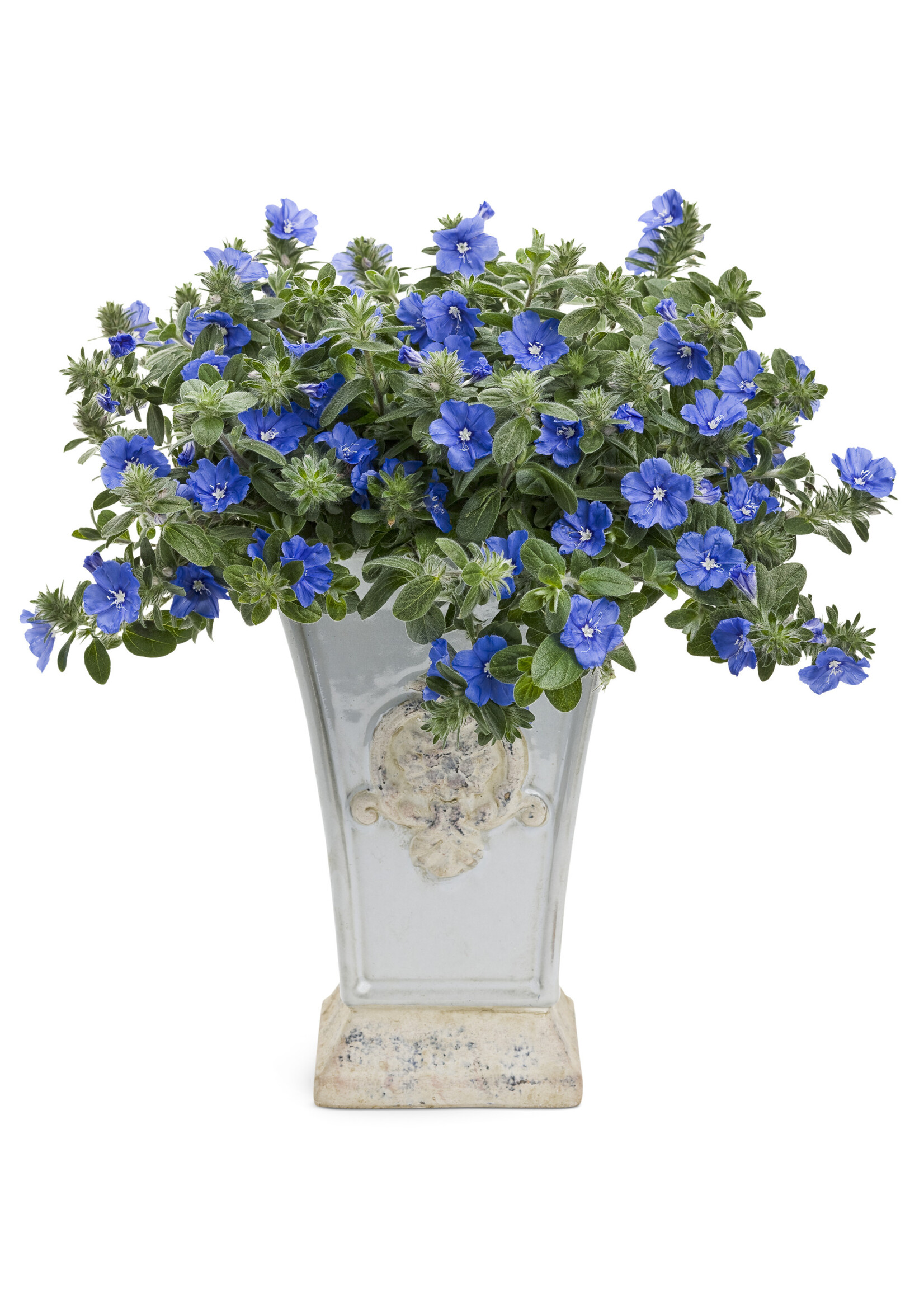 Evolvulus, Blue my Mind, Dwarf Morning Glory 4.5" pot
