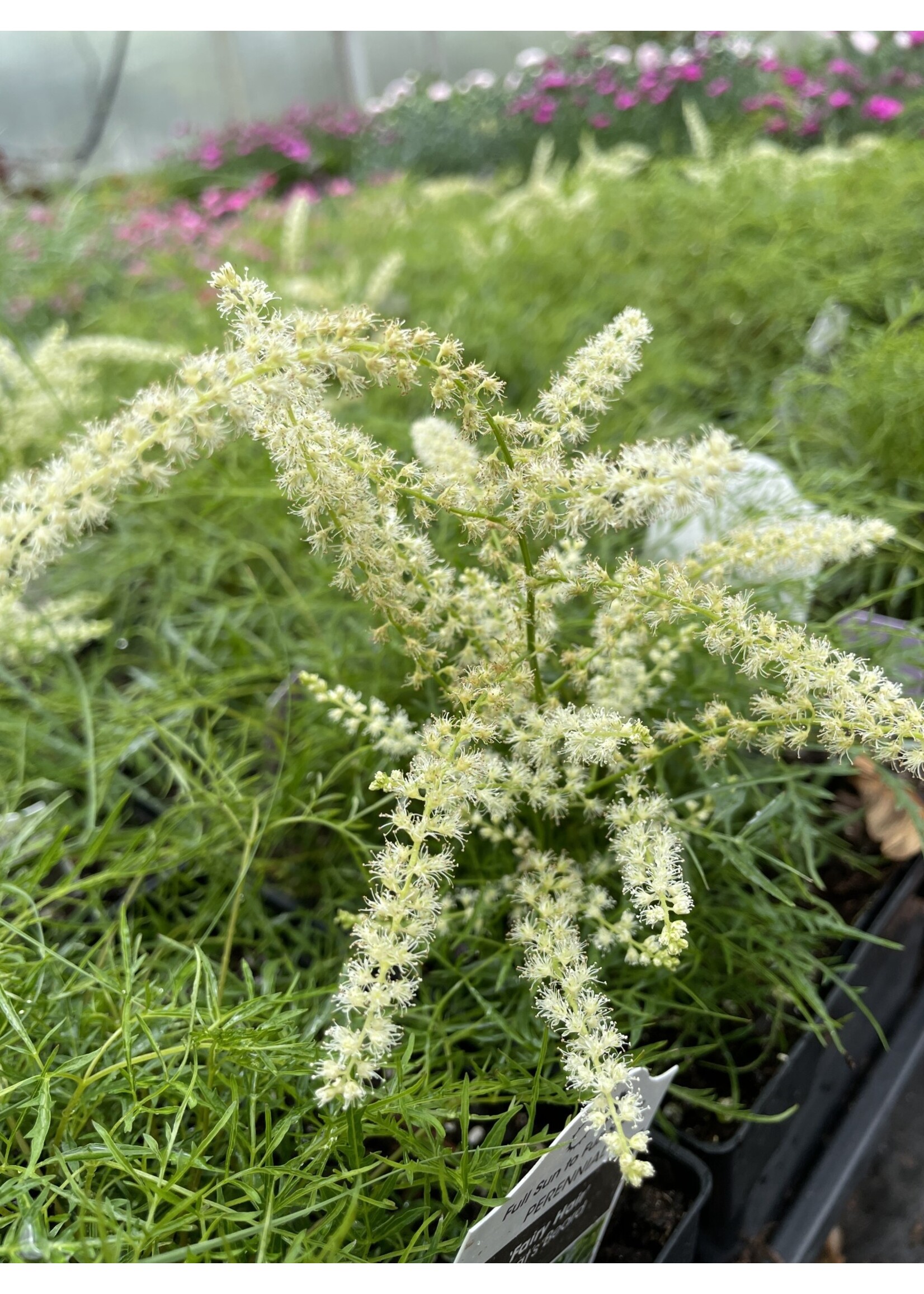 Aruncus Fairy Hair , Goat's Beard #1