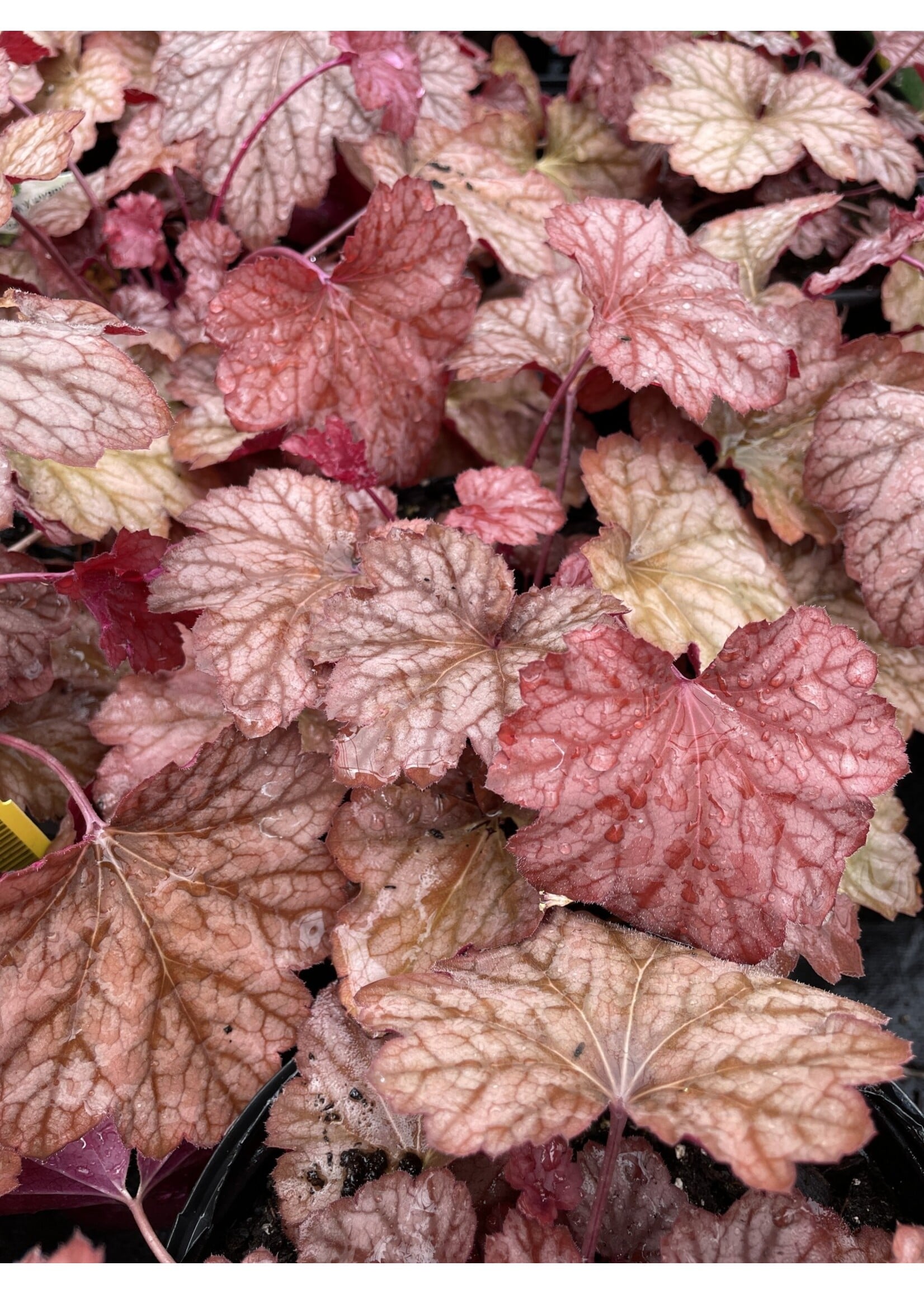 Heuchera carnival Watermelon Coral Bells, #1