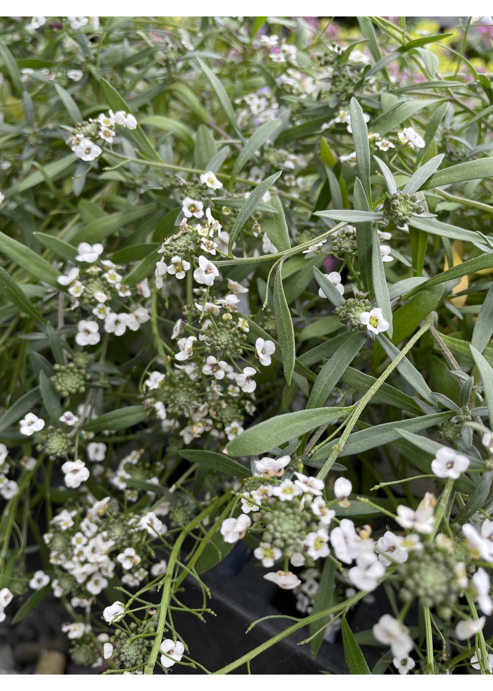 Alyssum, Lobularia assorted, 4.5" pot