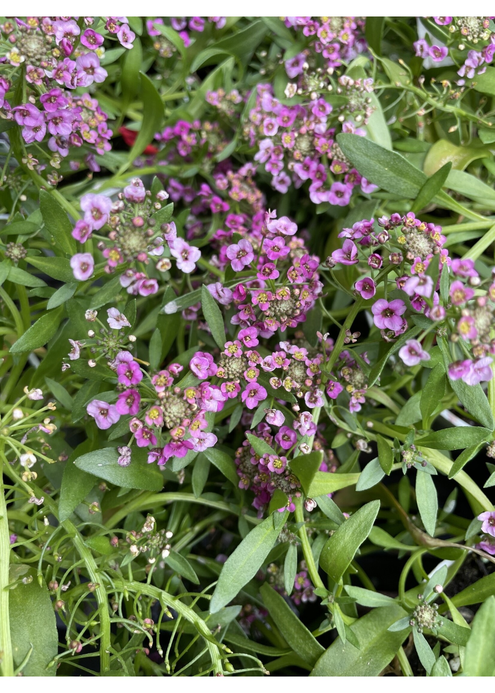 Alyssum, Lobularia assorted, 4.5" pot