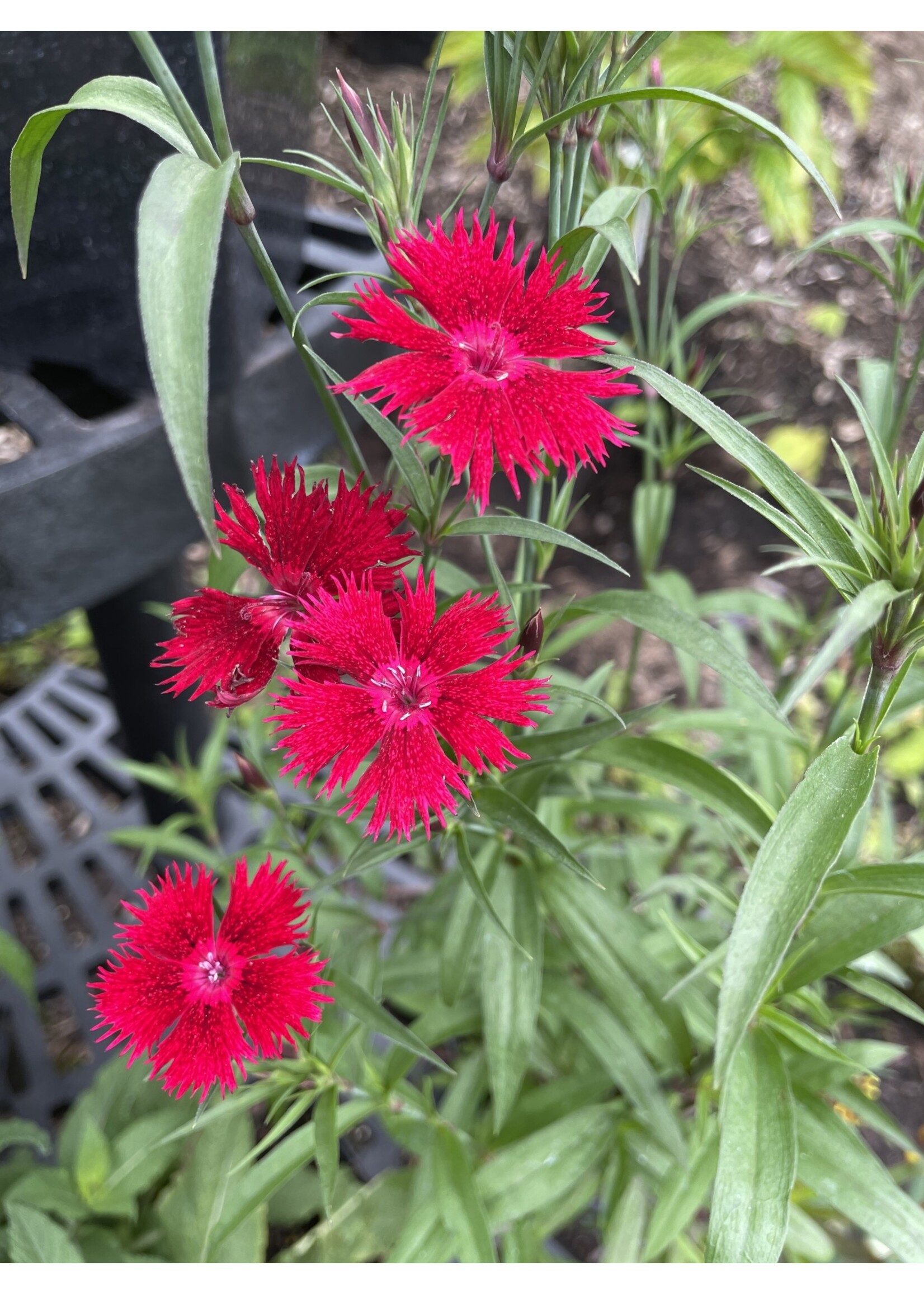 Dianthus Rockin Red, Pinks #1