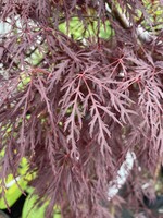 Acer palm. dissectum Red Lace,  Maple - Japanese Threadleaf, #7