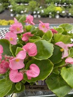 Begonia assorted, 4" pot