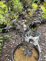 Sambucus nigra Laced up, Elderberry, #3