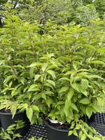 Callicarpa di. Early Amethyst Beautyberry, Early Amethyst, #3