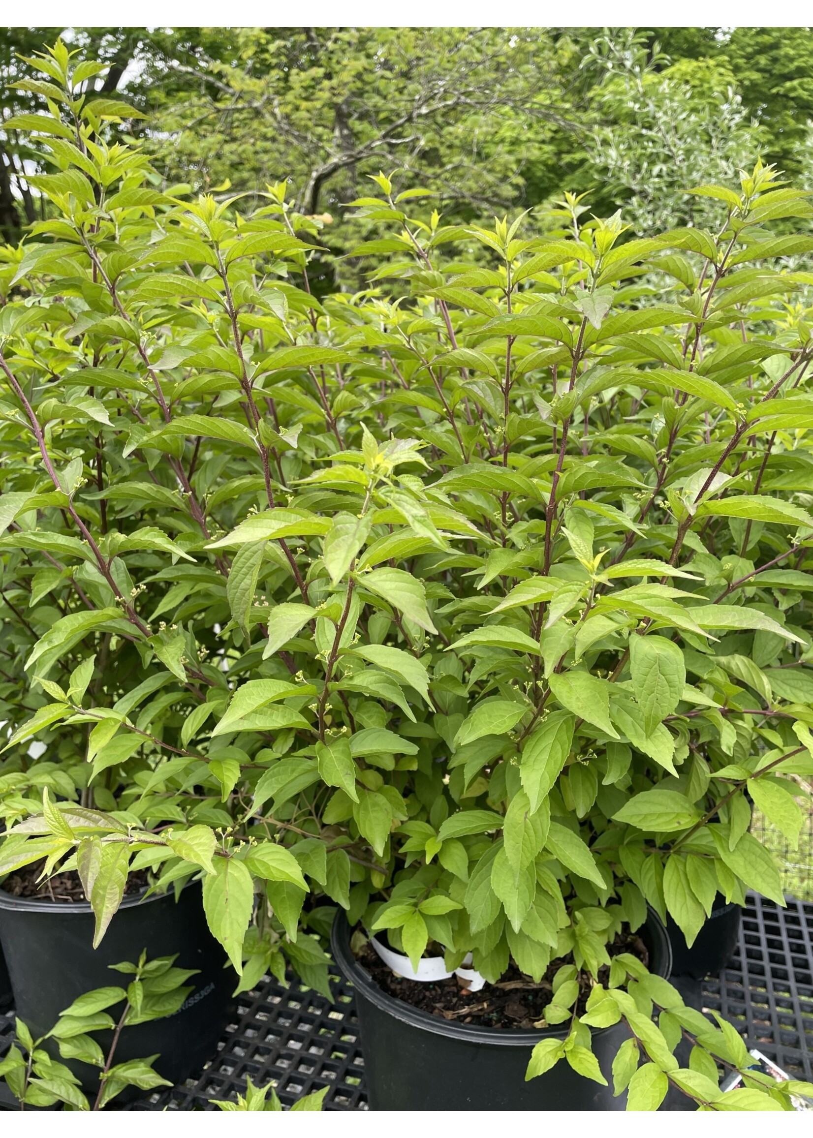 Callicarpa di. Early Amethyst Beautyberry, Early Amethyst, #3
