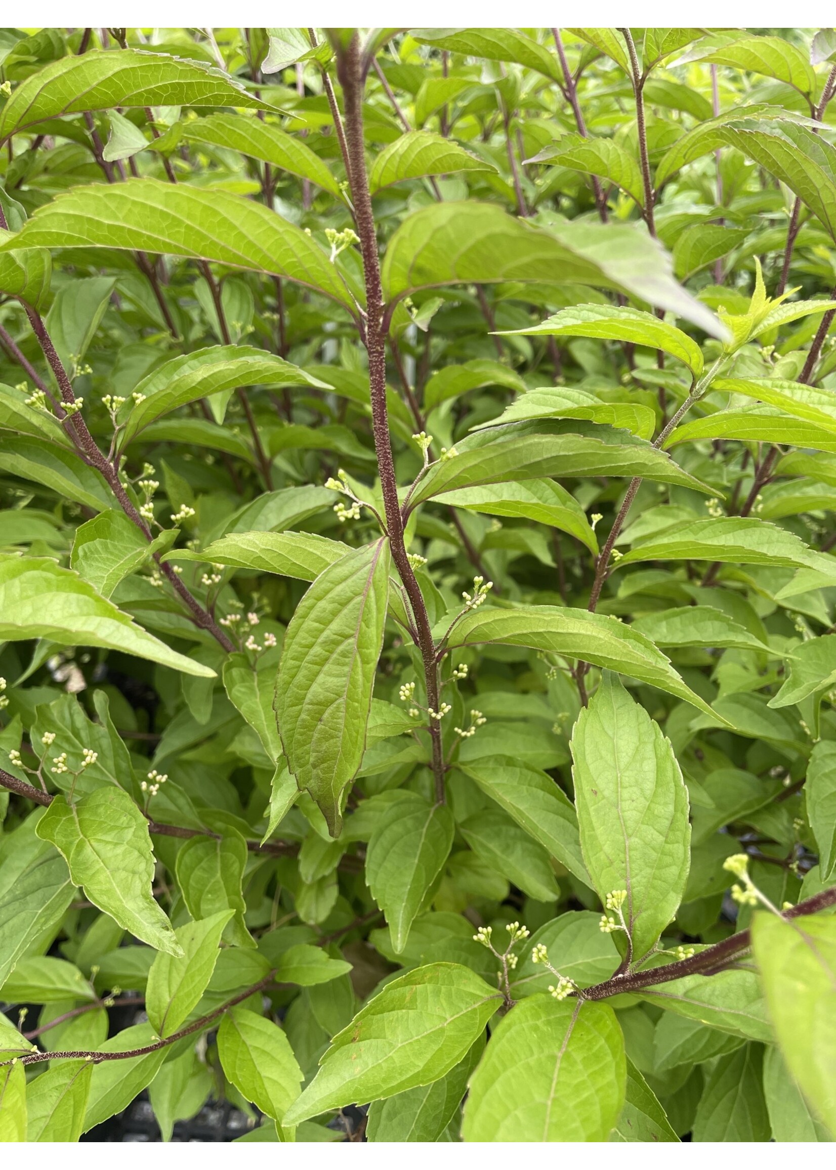 Callicarpa di. Early Amethyst Beautyberry, Early Amethyst, #3