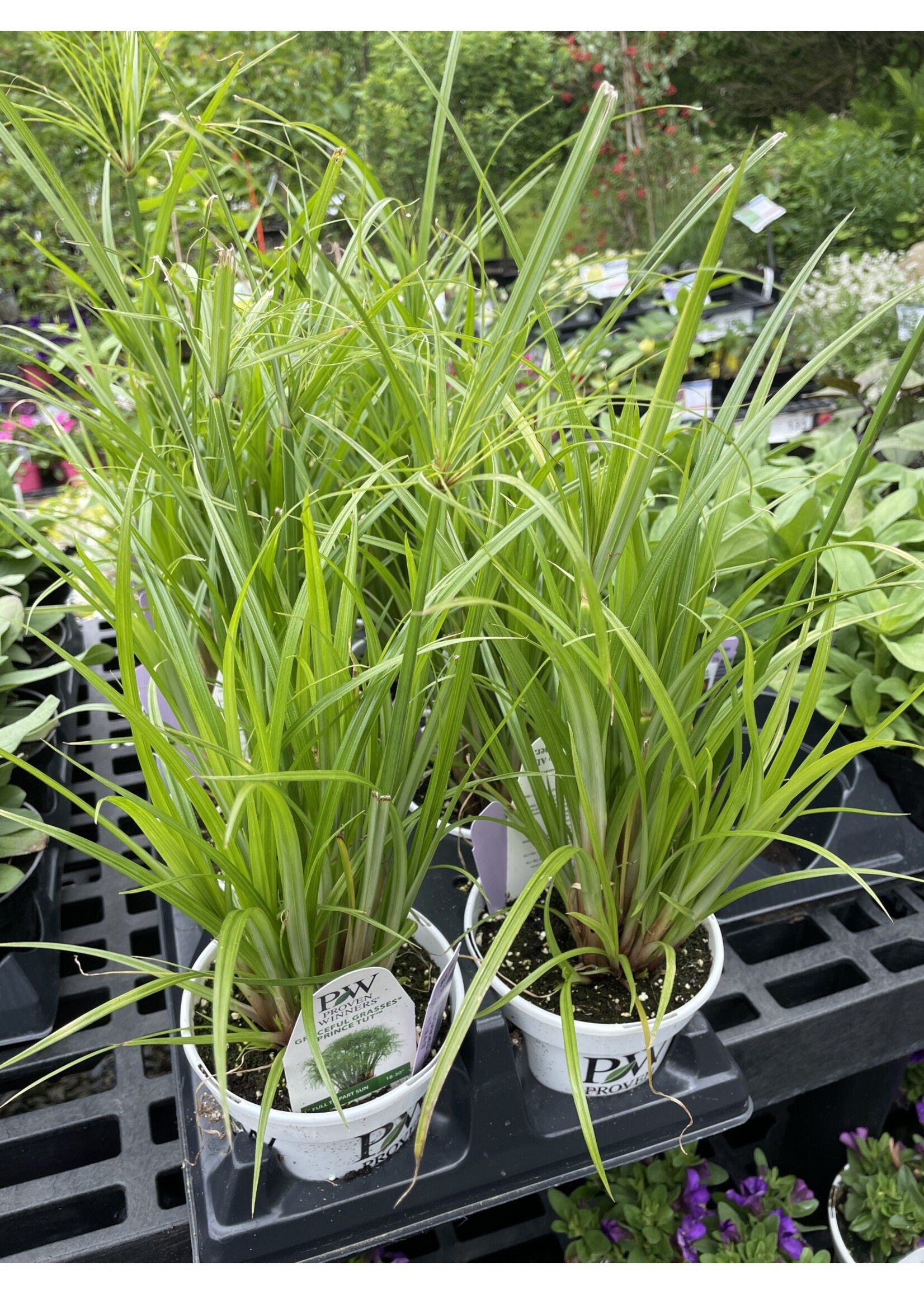 Papyrus Graceful Grasses prince Tut 4.5"