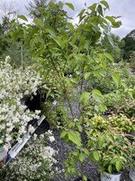 Cornus racemosa, Dogwood, grey  #5