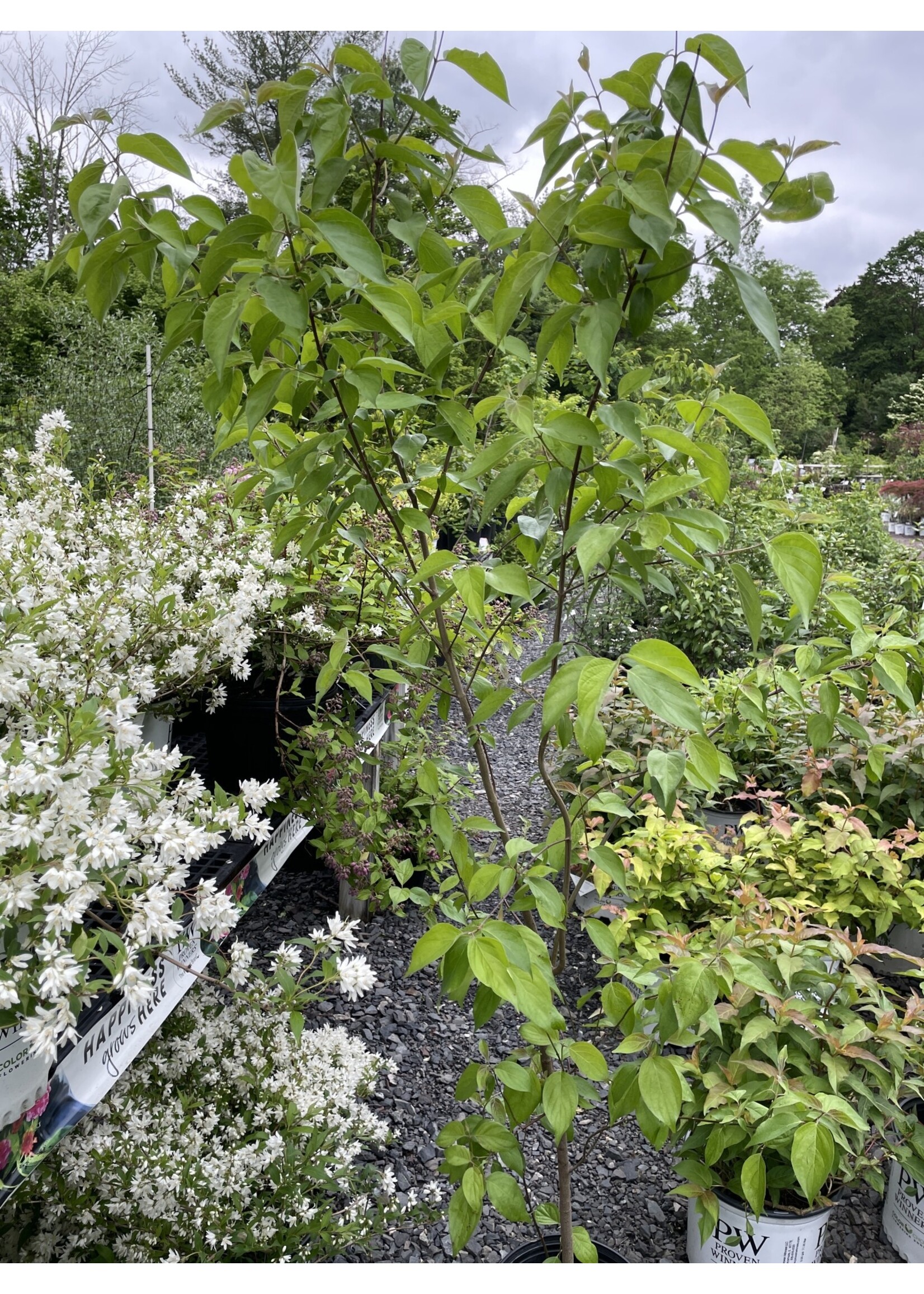 Cornus racemosa, Dogwood, grey  #5