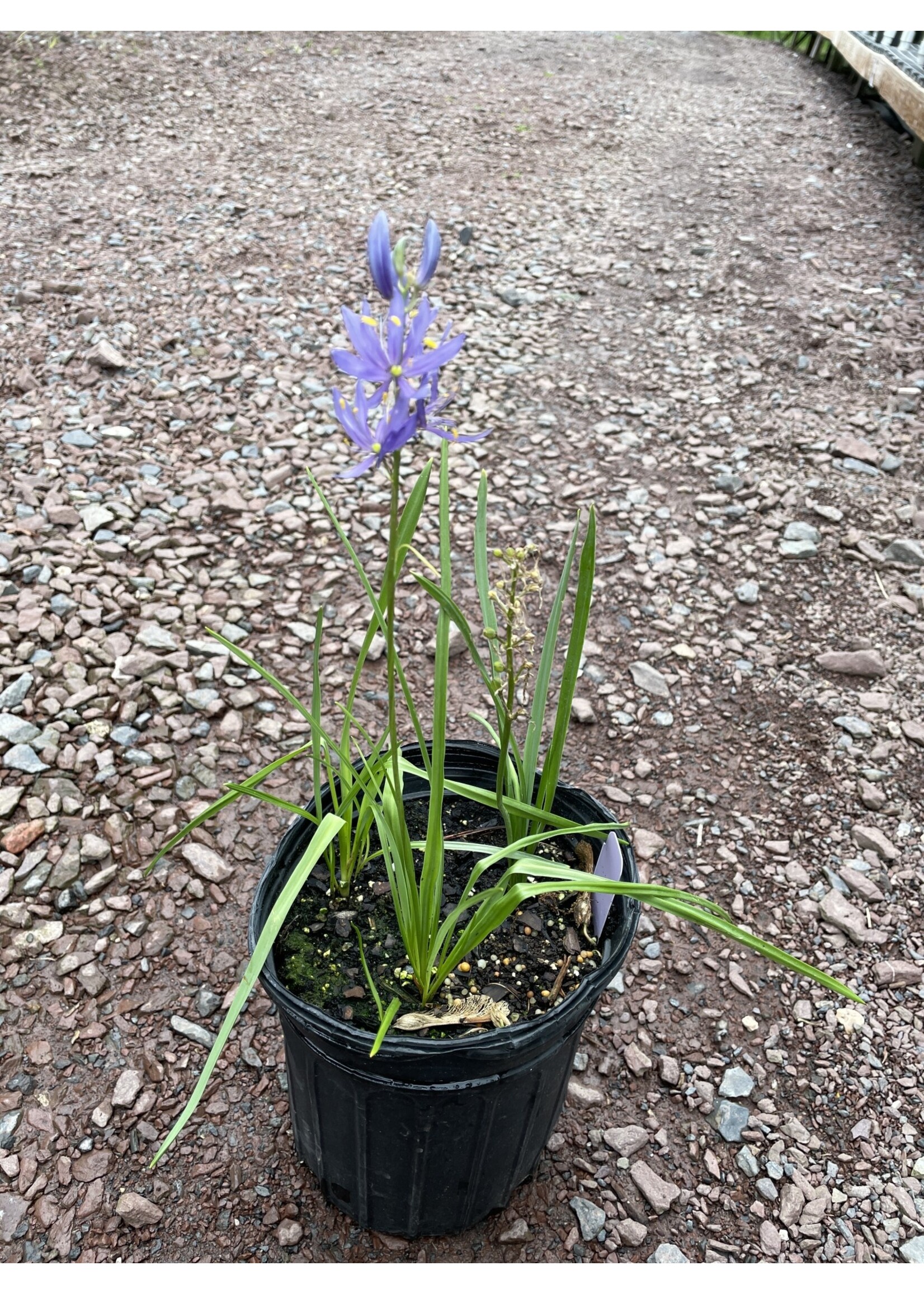 Spring Ephemerals Camassia  quamash, Common Camas #1