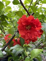 Chaenomeles spec. Orange Storm Quince, Double Take Orange Storm, #3