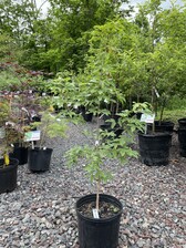 その他 MapleTree Acer+triflorum+2.5in+B1-022.