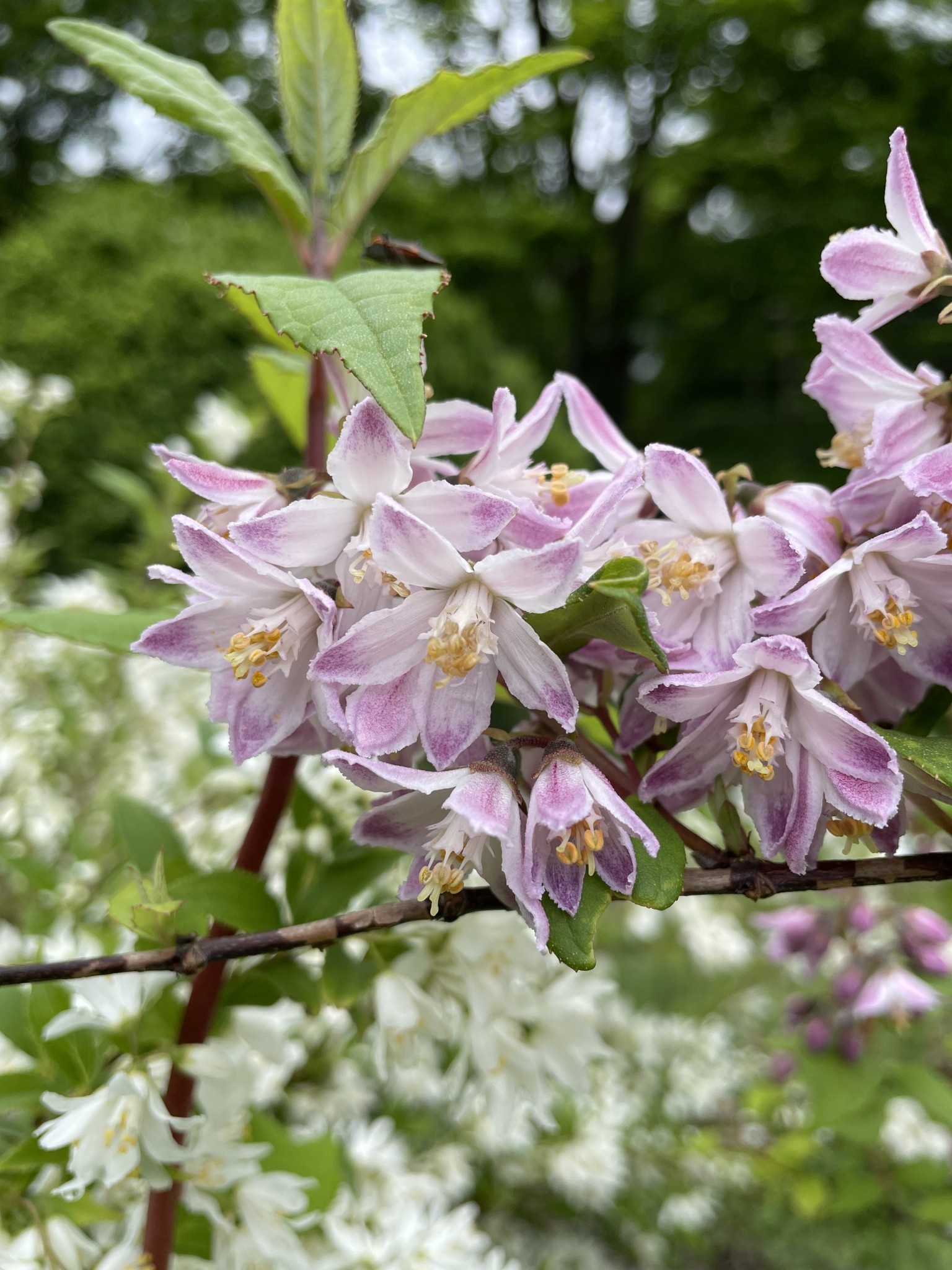 Deutzia, Raspberry Sundae | Behmerwald Nursery - Behmerwald Nursery