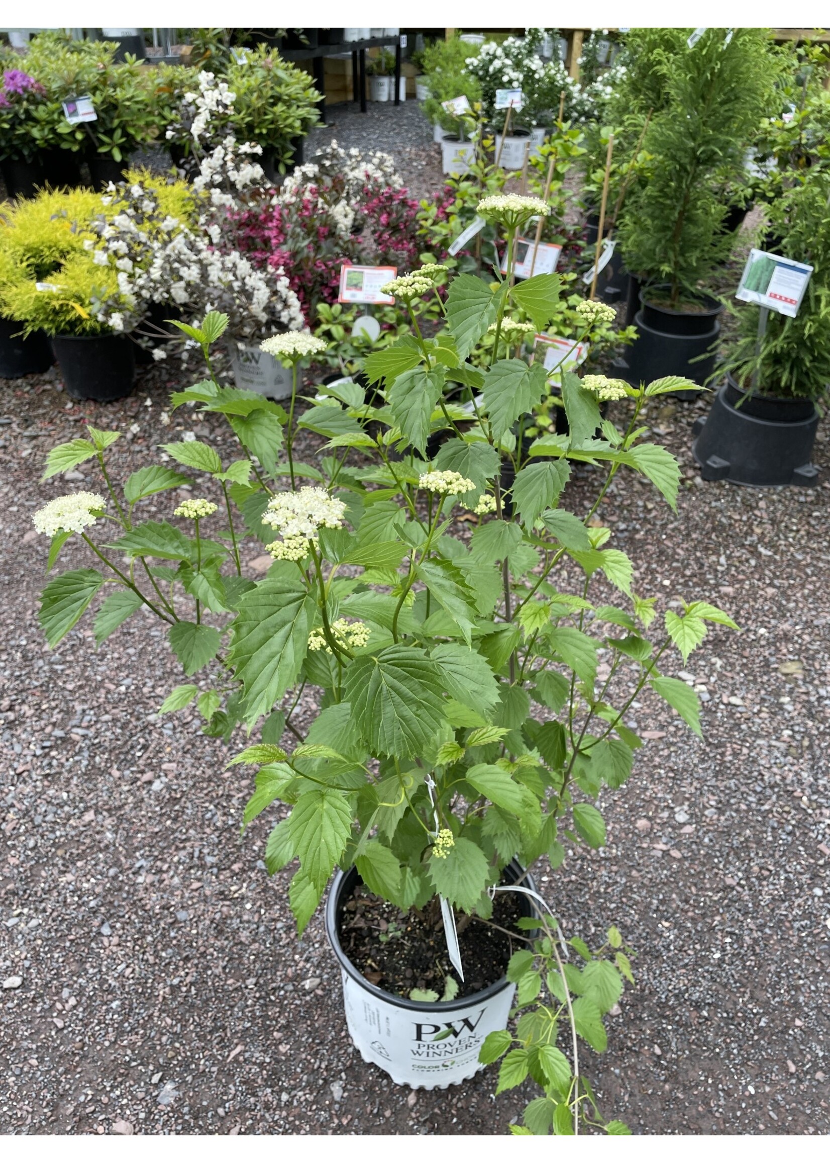 2024 Plant Olympics! Viburnum dent. Christom Viburnum - Arrowwood, Blue Muffin, #3