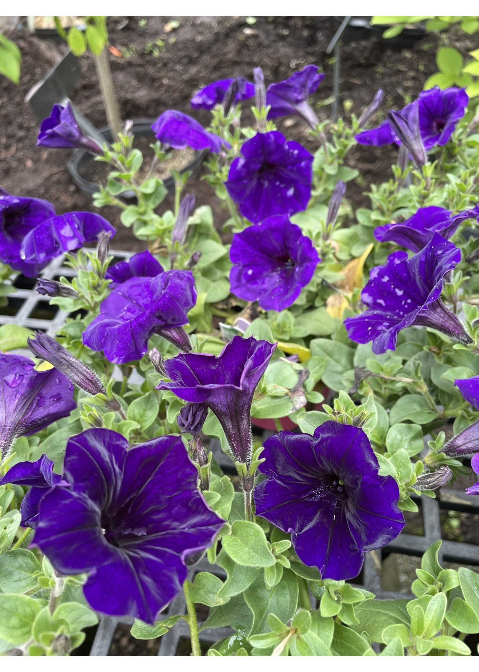 Petunia, Easy Wave assorted colors, 4.5" pot