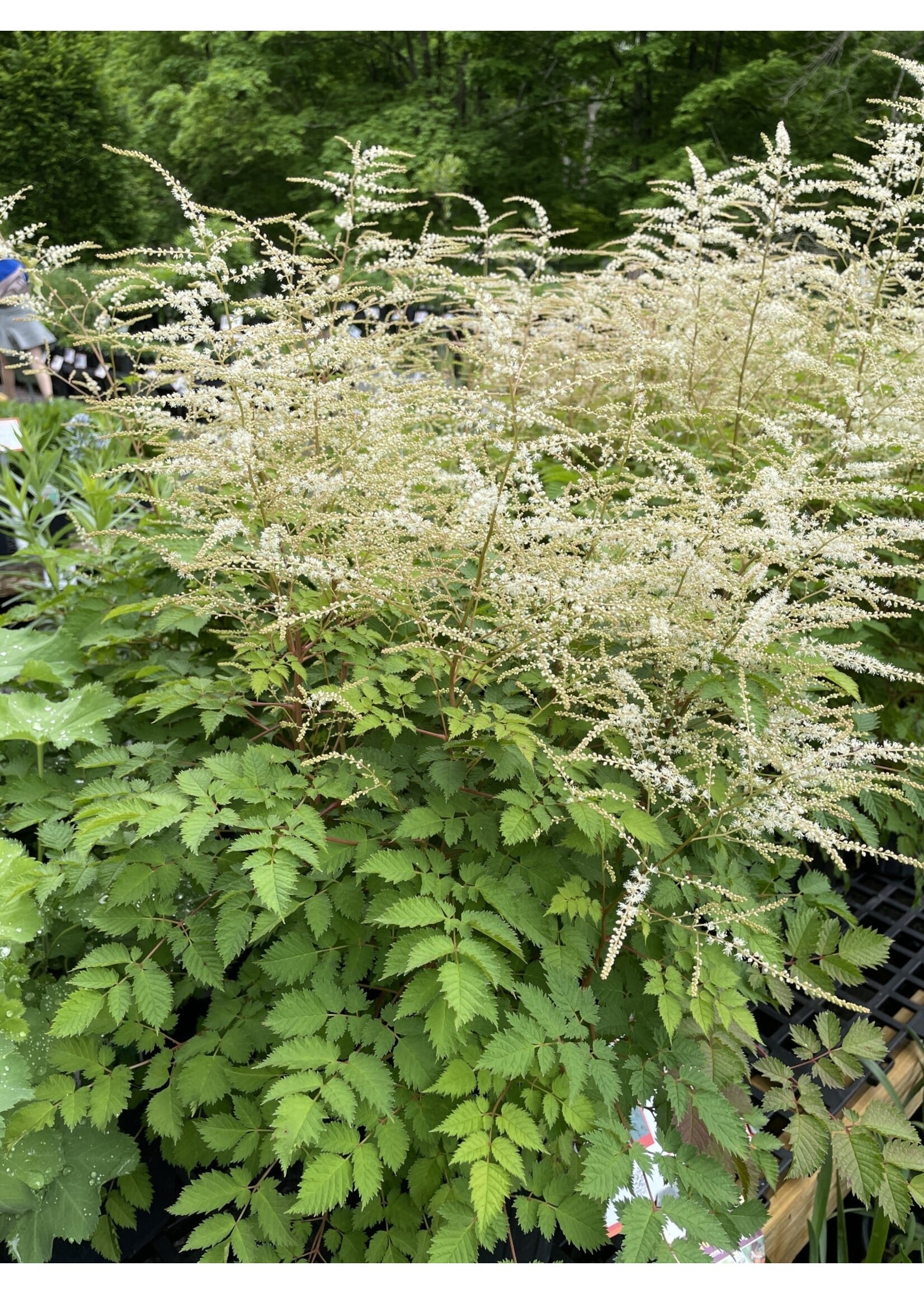 ARUNCUS MISTY LACE, Goat's Beard #1