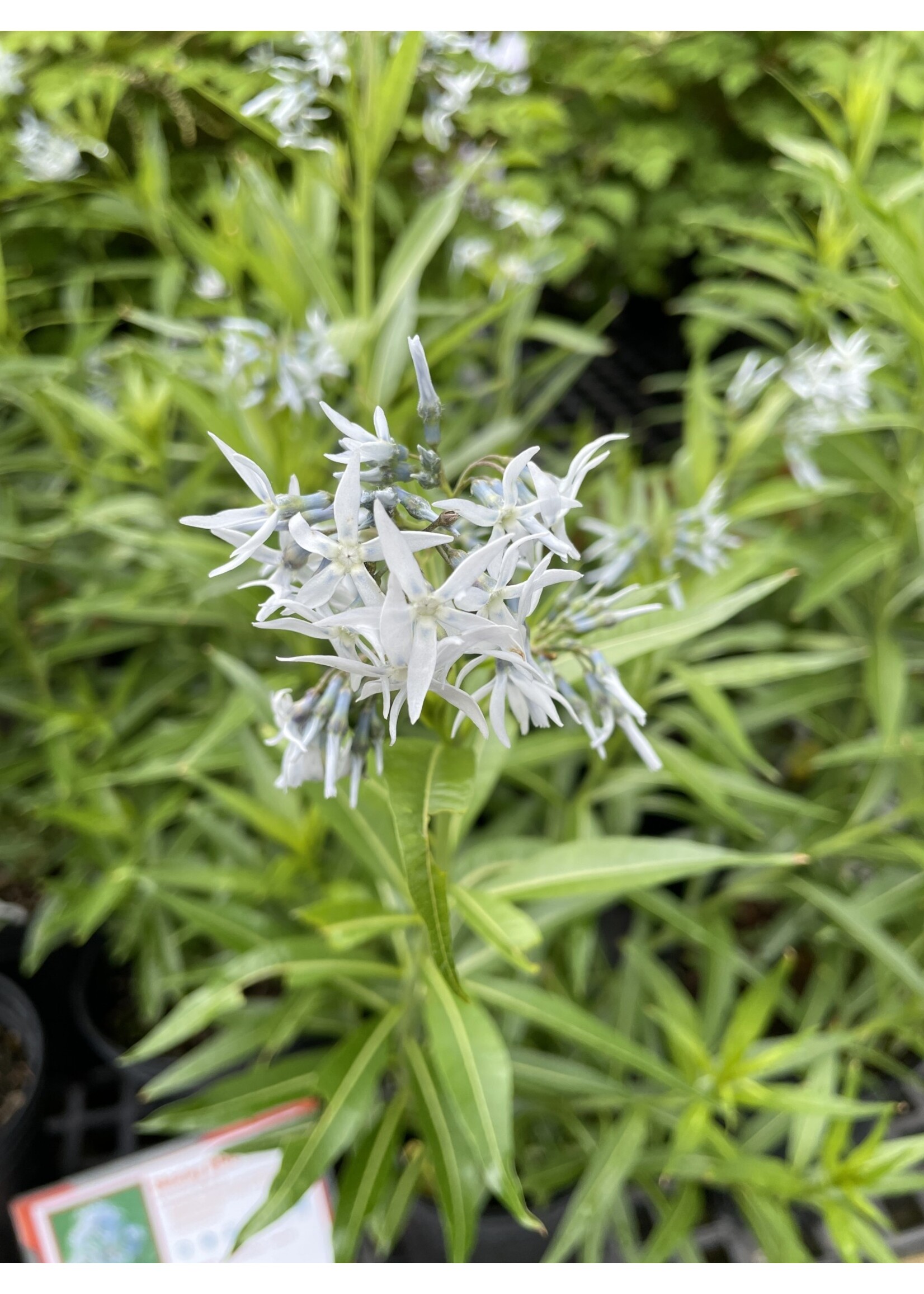 Amsonia illustris, Shining bluestar #1