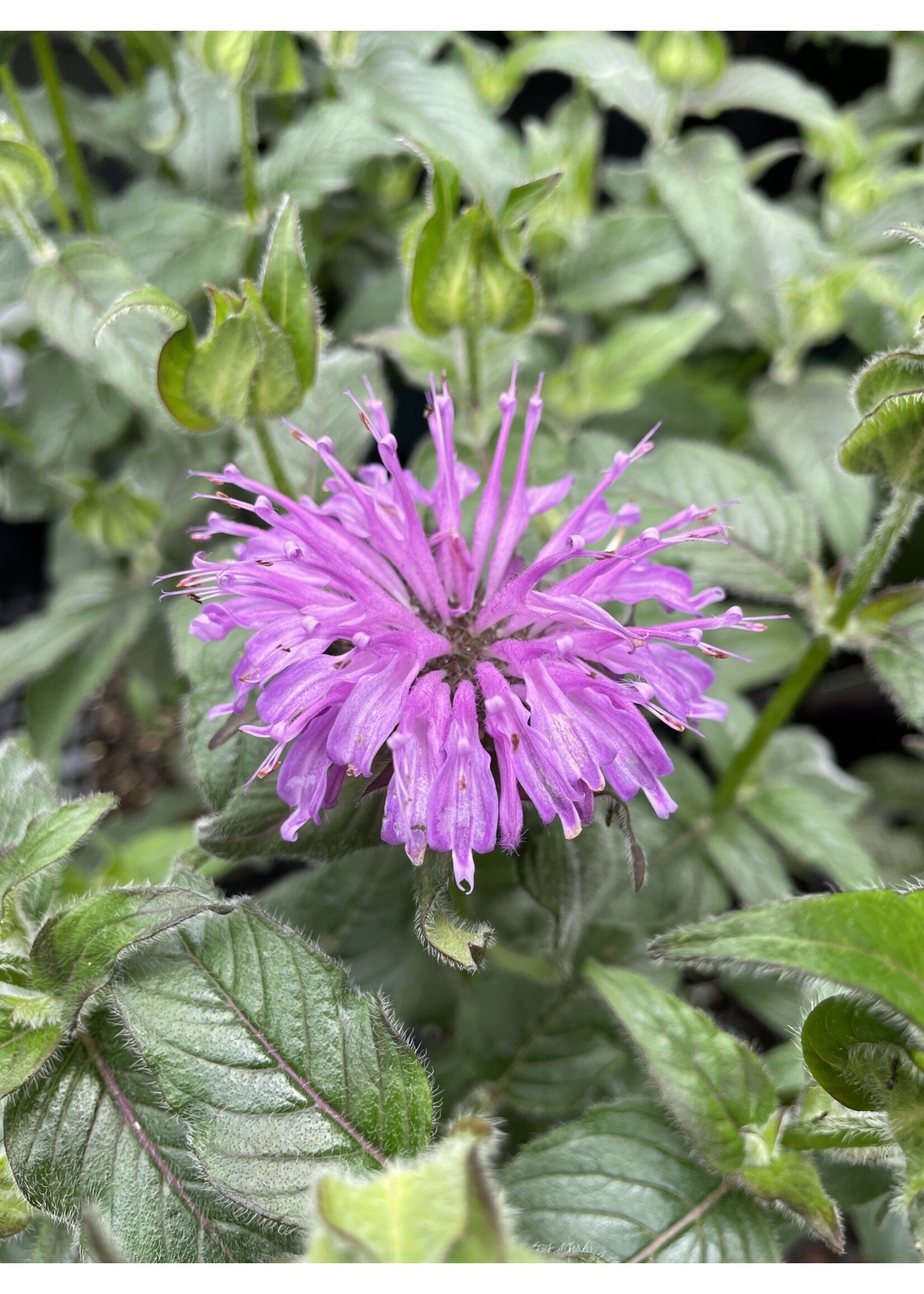 Monarda x Sugar Buzz Blue Moon, Bee Balm, #1