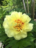 Paeonia ITOH Bartzella, Peony