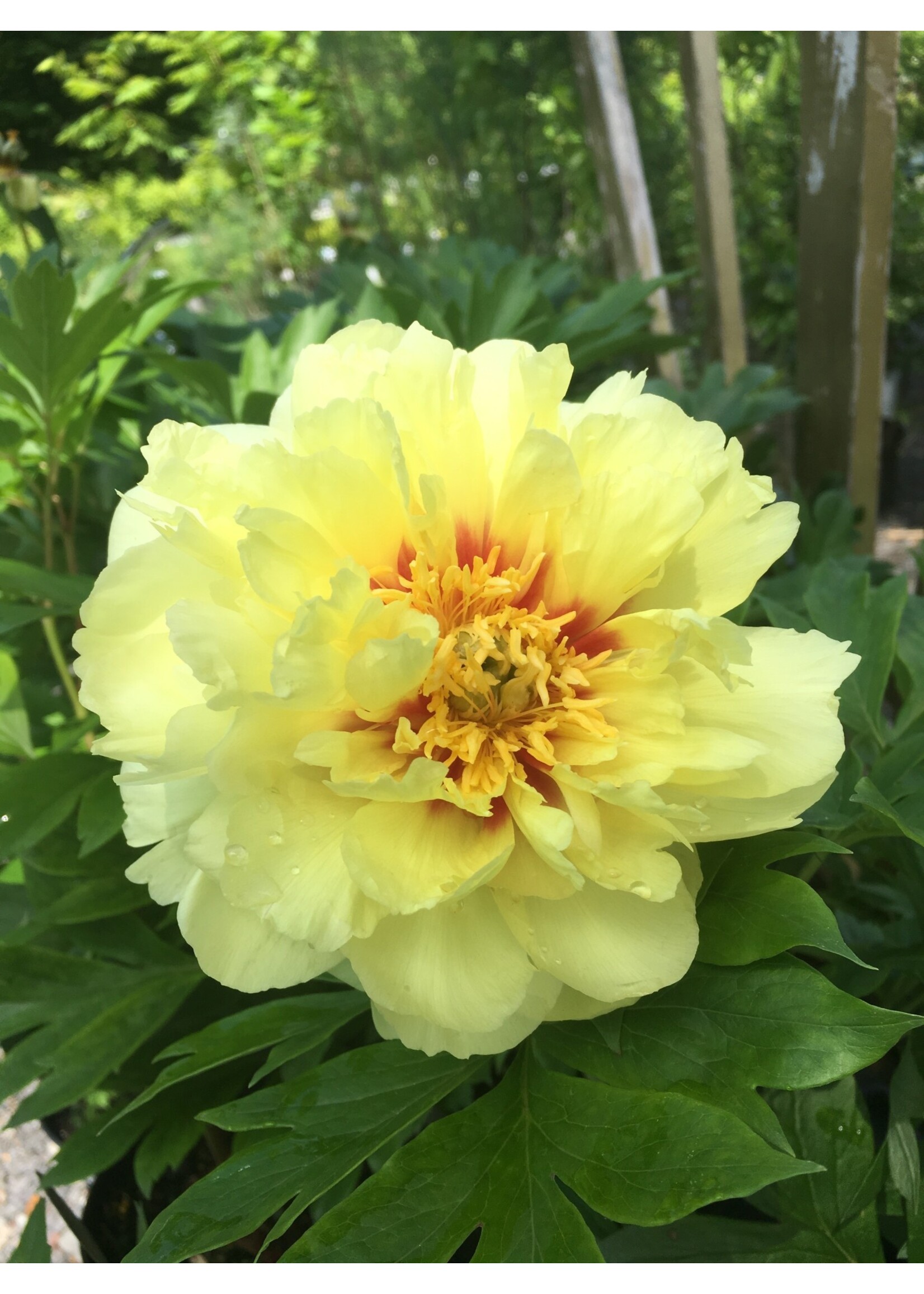 Paeonia ITOH Bartzella, Peony