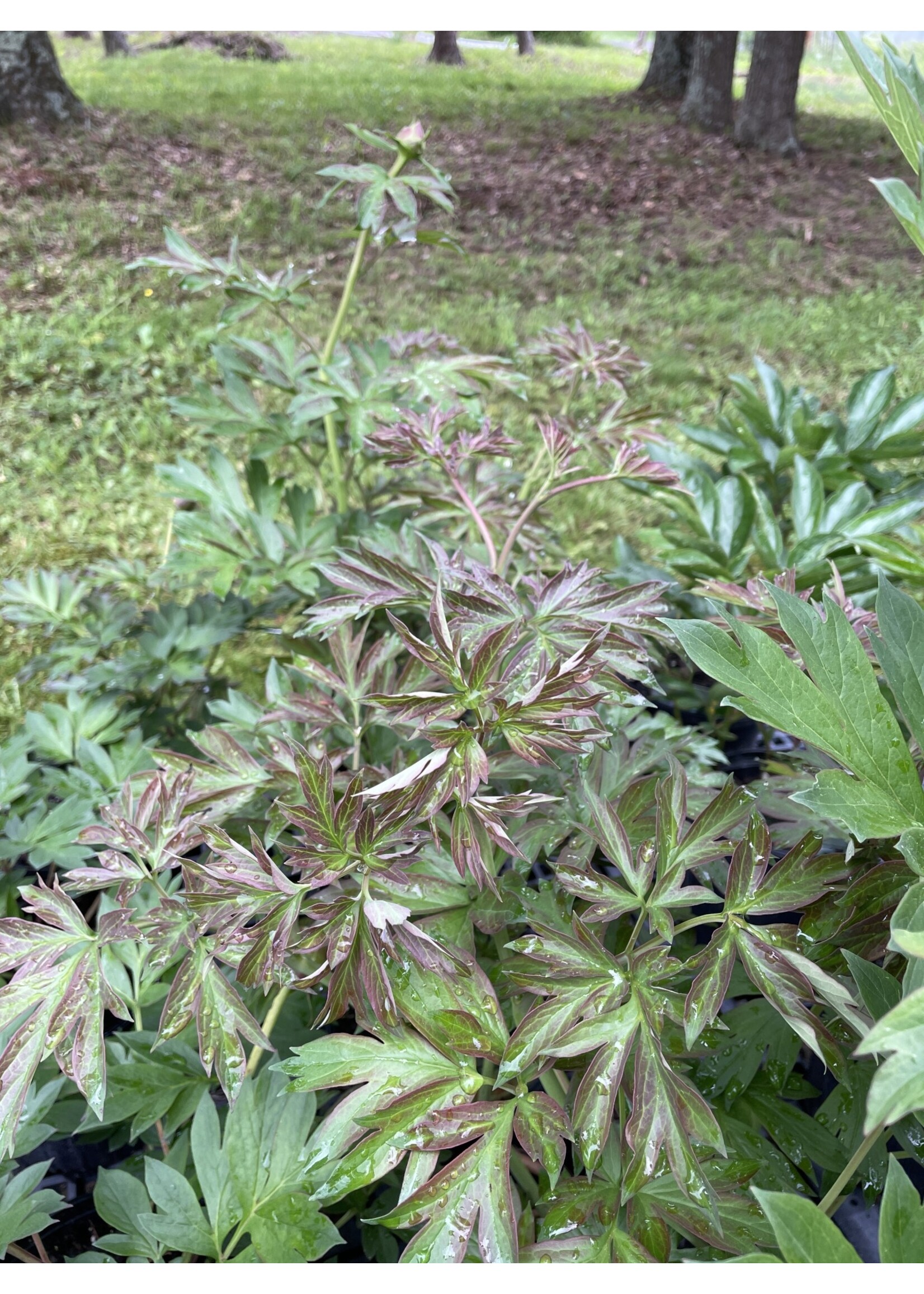 Paeonia ITOH Bartzella, Peony