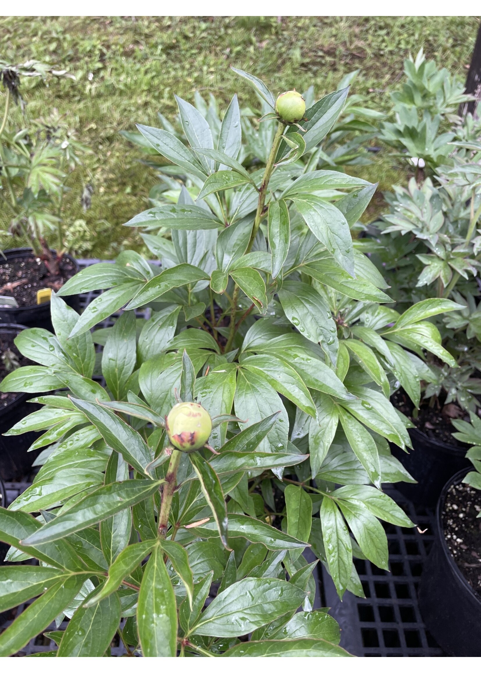 Paeonia patio White Wonder, #1 Peony