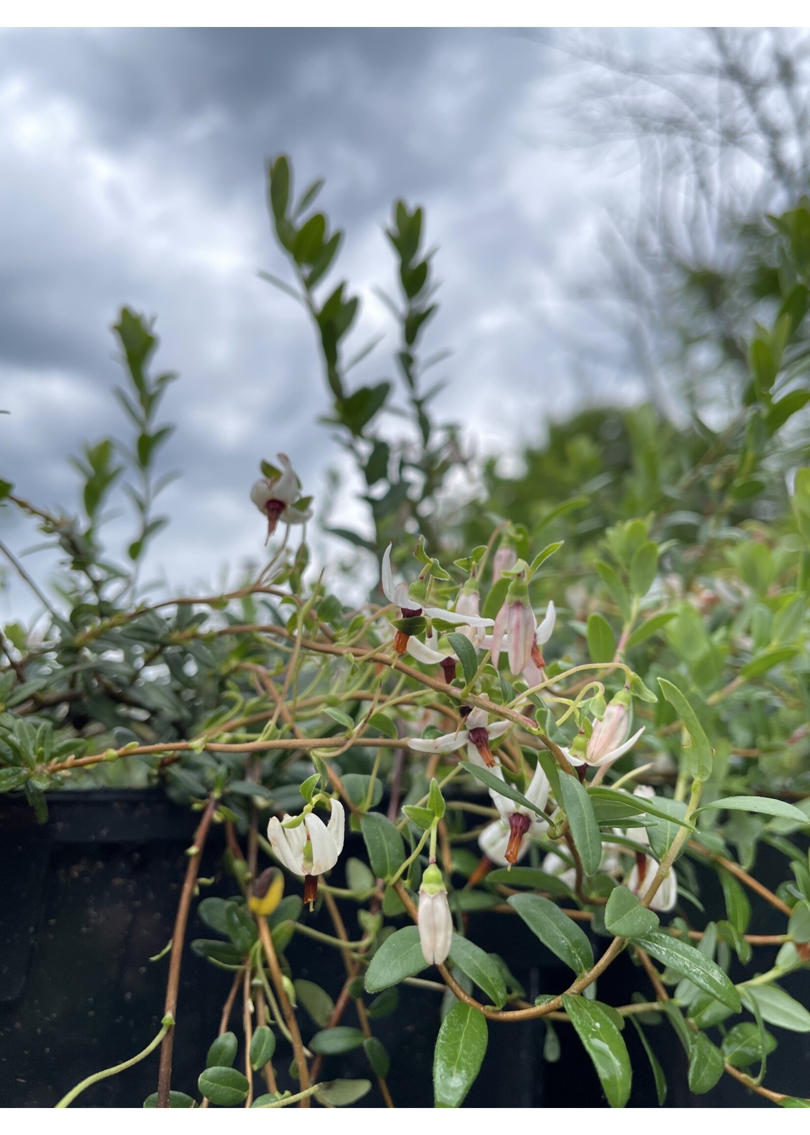 Vaccinium macrocarpon Pilgrim, American Cranberry Qts