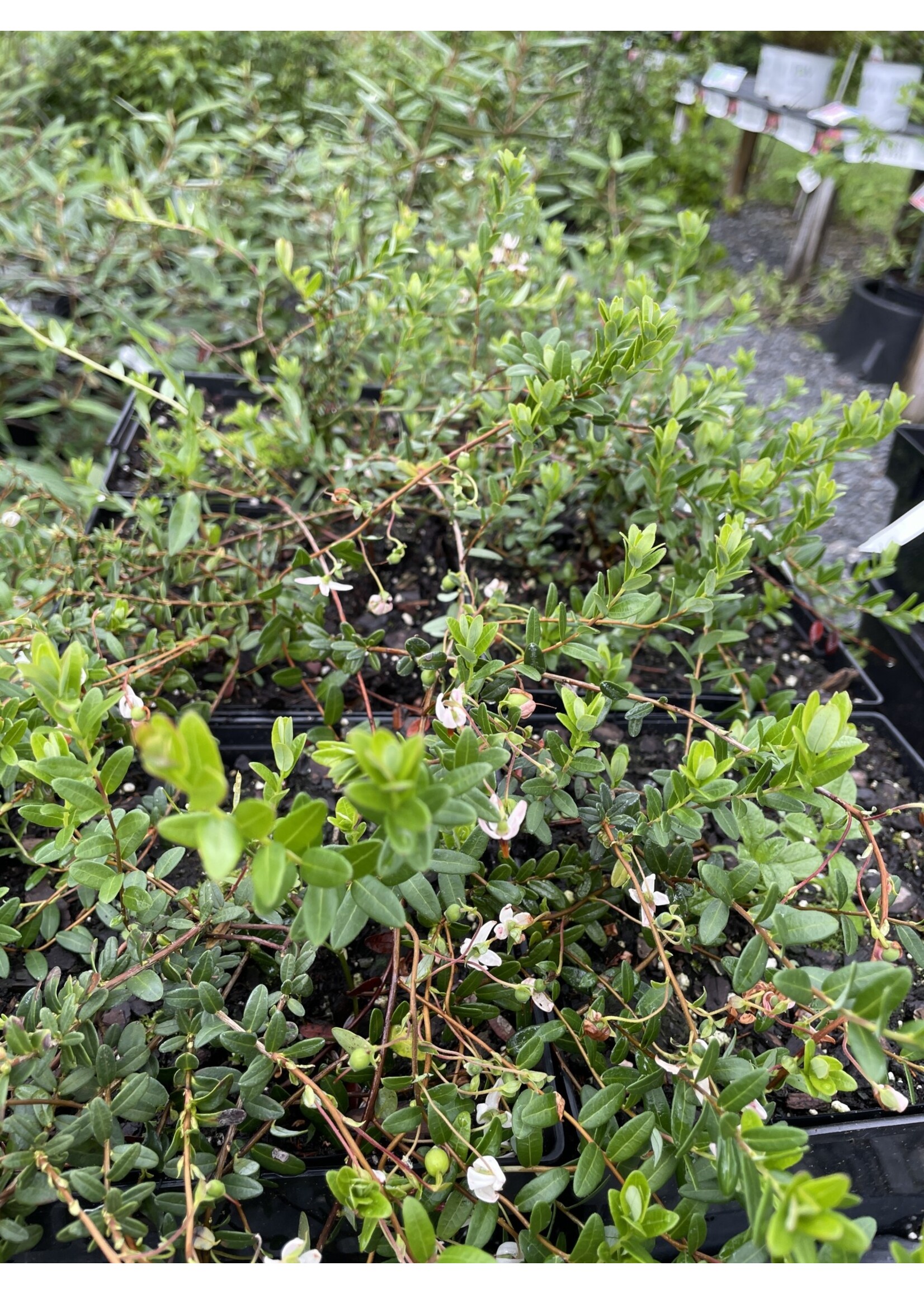 Vaccinium macrocarpon Pilgrim, American Cranberry Qts