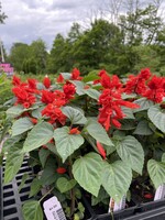 Salvia Red Hot Sally 4" pot