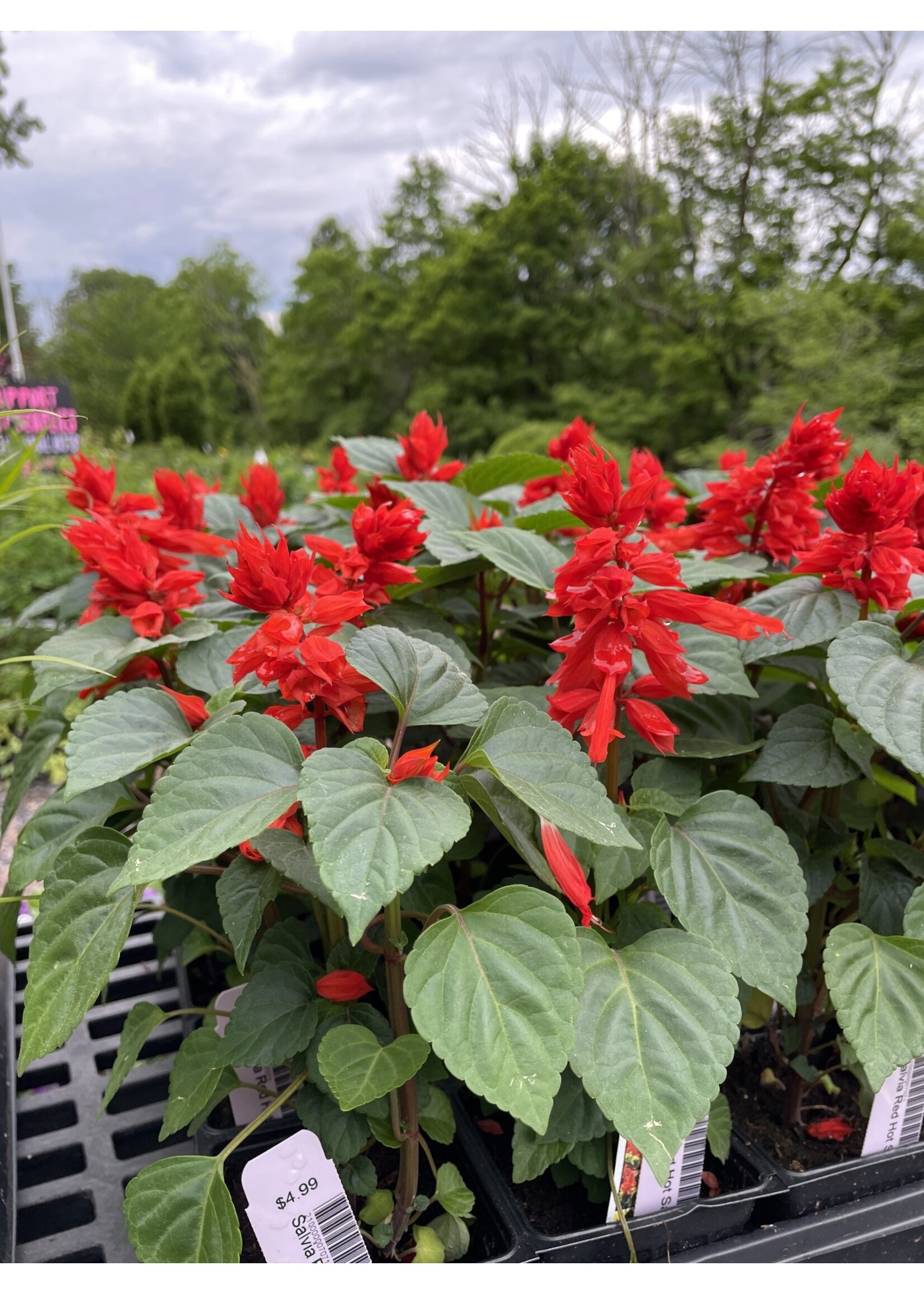 Salvia Red Hot Sally 4" pot