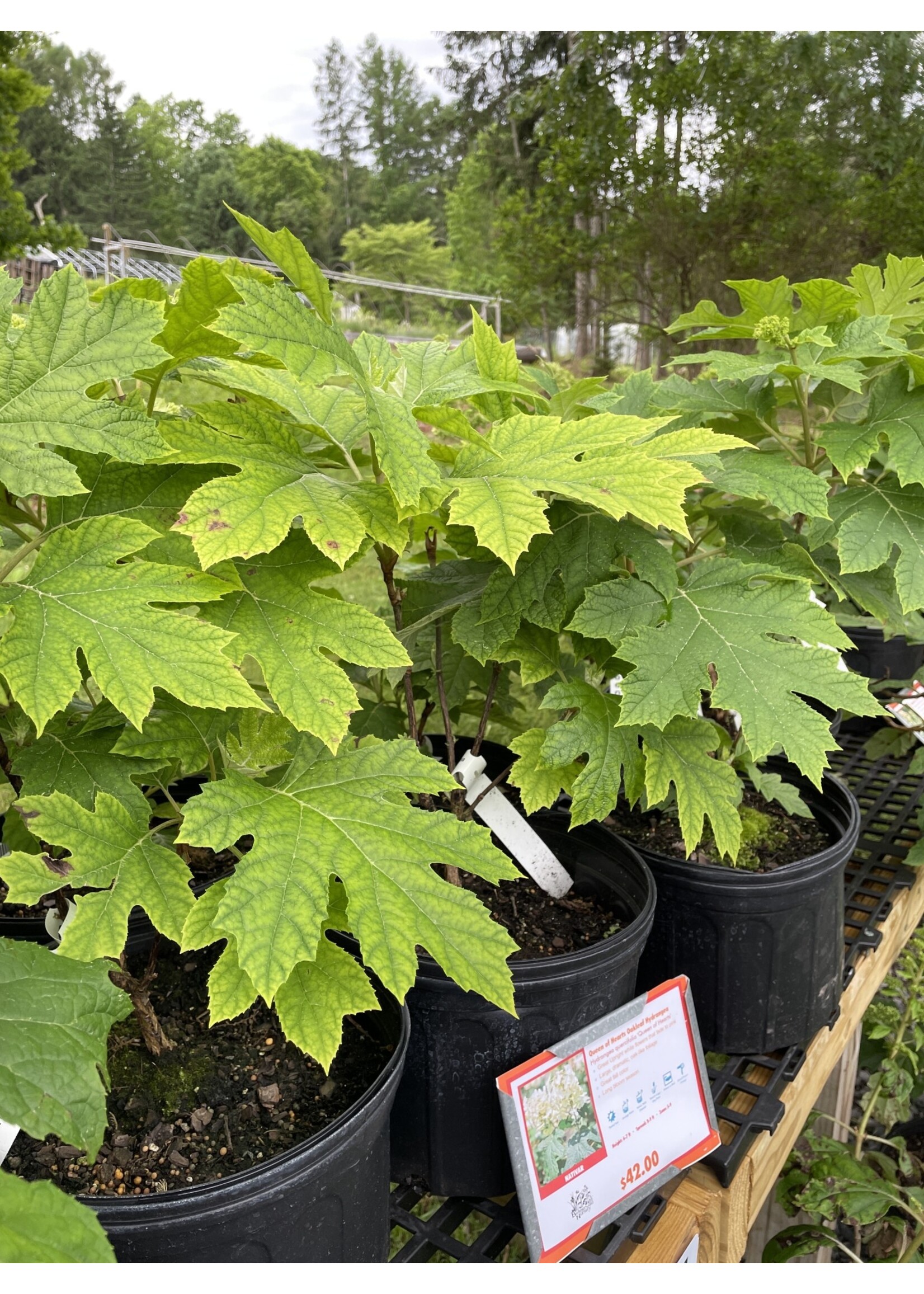 Hydrangea querc. Queen of Hearts, Hydrangea - Oakleaf, #3
