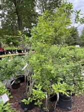 Ilex vert. Male Holly | Behmerwald Nursery - Behmerwald Nursery