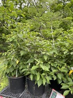 Callicarpa americana, Beautyberry, #3