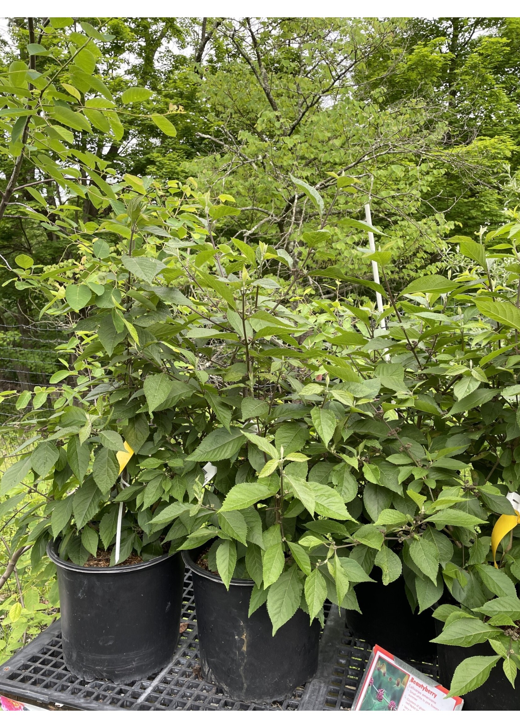 Callicarpa americana, Beautyberry, #3