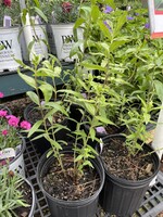 Gentiana andrewsii QT