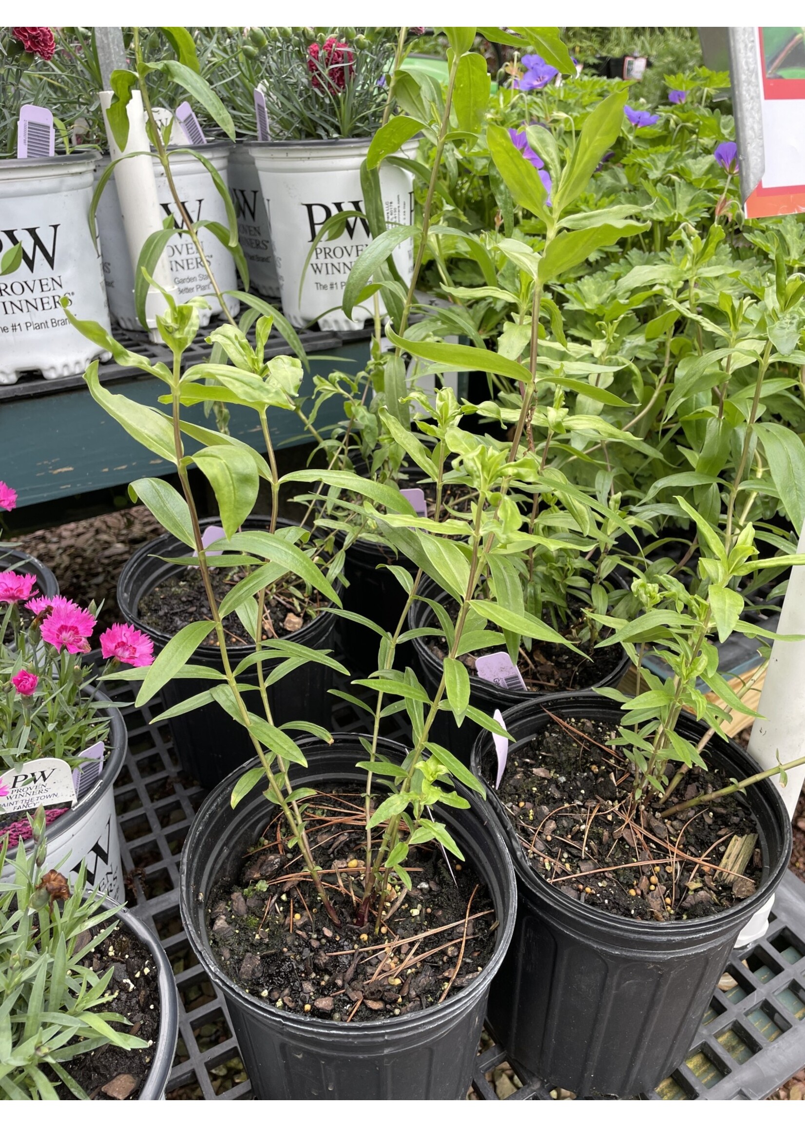 Gentiana andrewsii QT