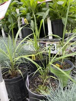 Sorghastrum nut. Golden Sunset Grass - Ornamental Indian Grass #1
