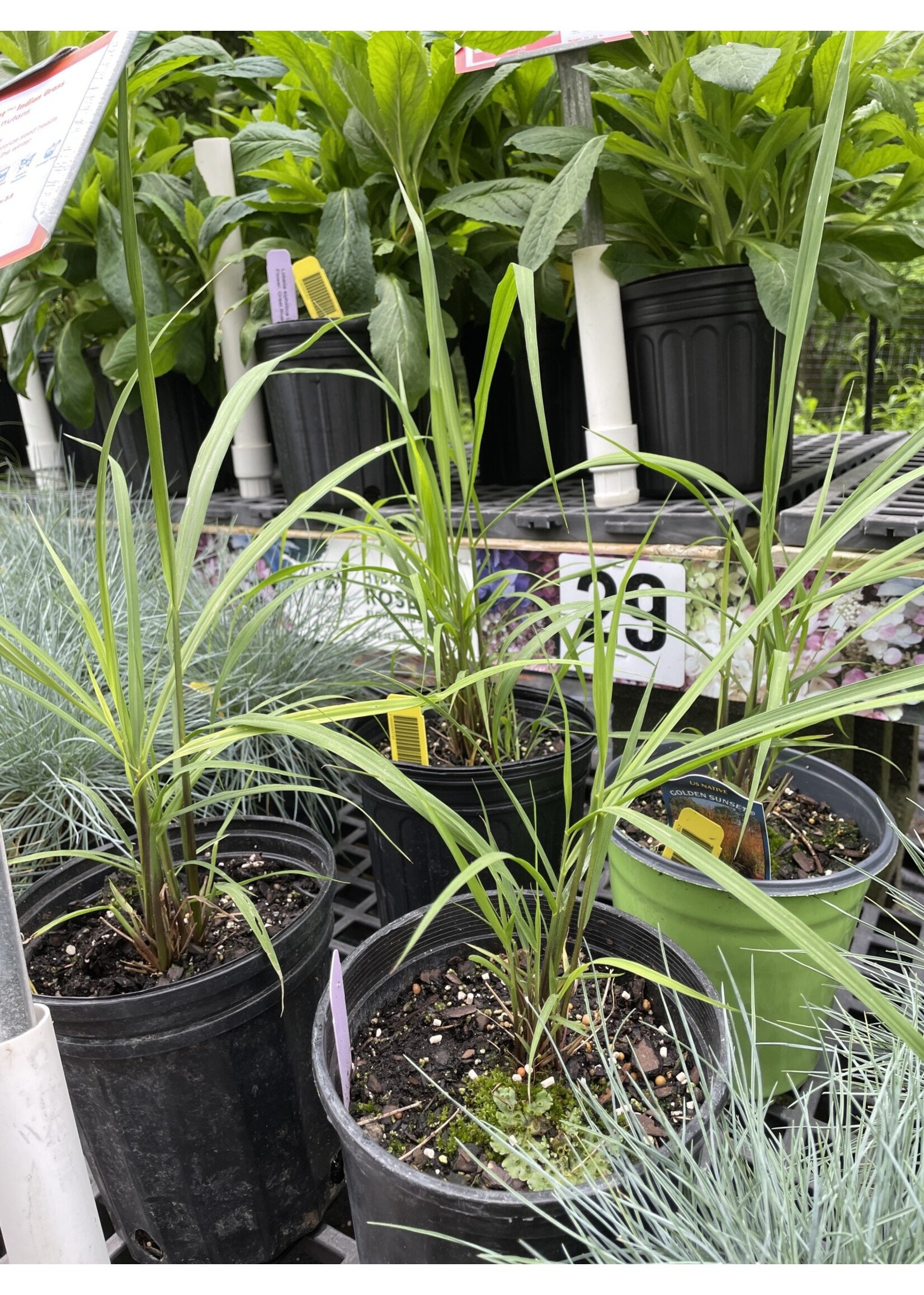 Sorghastrum nut. Golden Sunset Grass - Ornamental Indian Grass #1