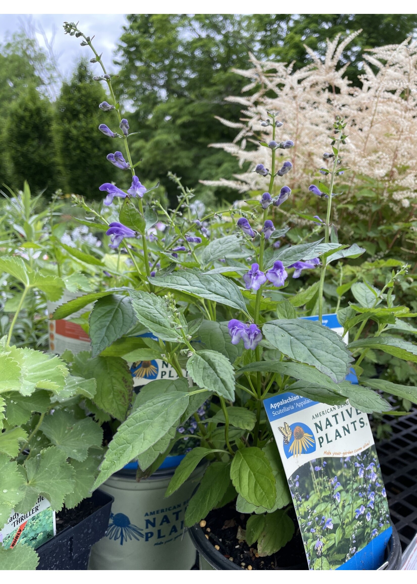 Scutellaria Appalachian Blues Skullcap, #1 container