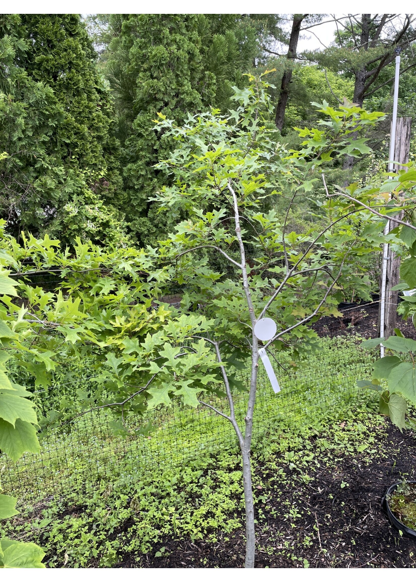 Quercus rubra Oak, Red , #7