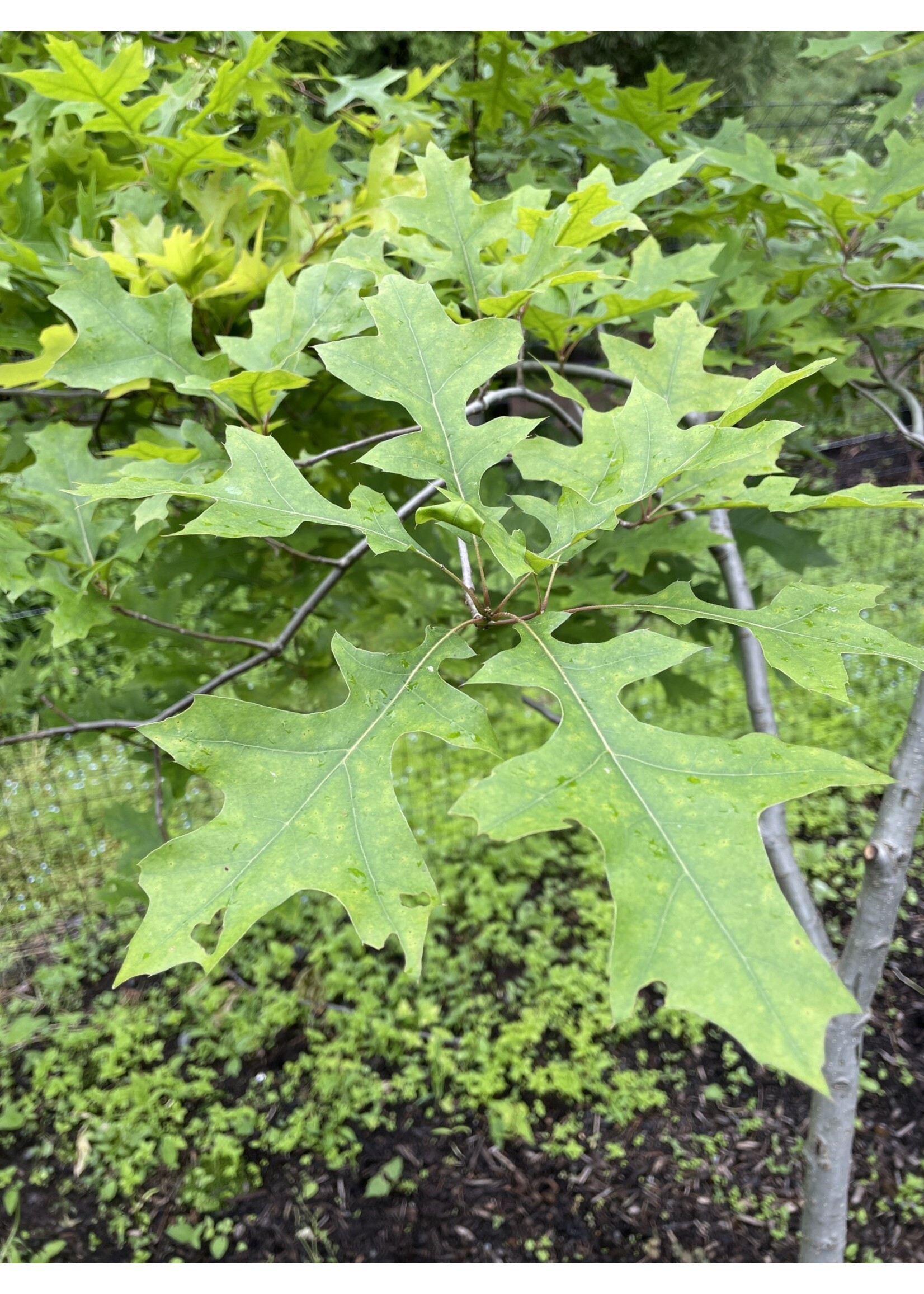 Quercus rubra Oak, Red , #7
