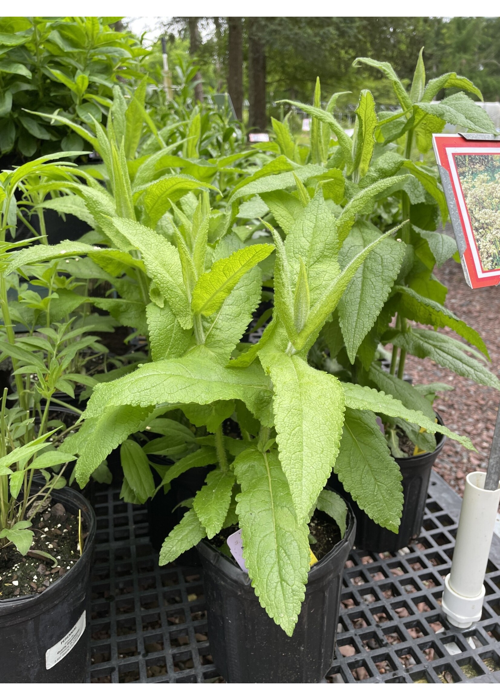 Eupatorium perfoliatum, Boneset, #1 container